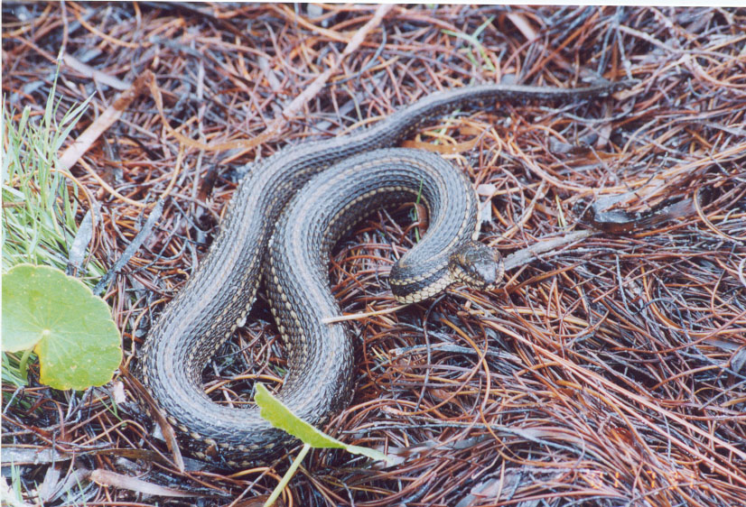 Nerodia clarki clarki 2