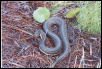 Nerodia clarki clarki