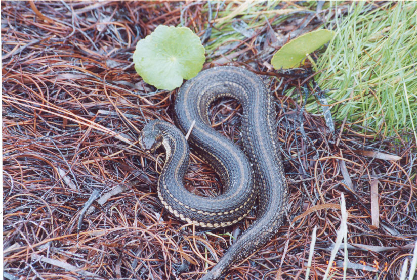Nerodia clarki clarki
