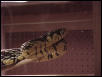 Spilotes pullatus (headshot)