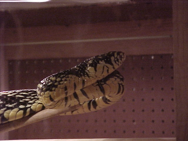 Spilotes pullatus (headshot)