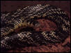 Spilotes pullatus