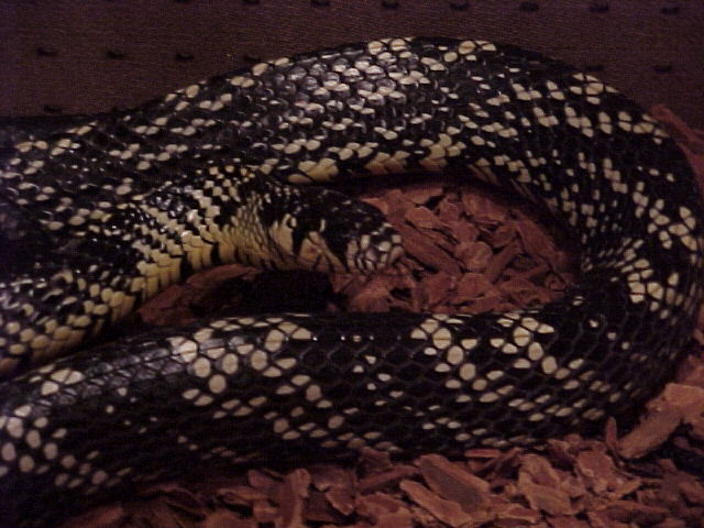 Spilotes pullatus