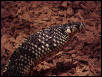 Spilotes pullatus (puffed up)