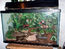 My Ball Python Setup