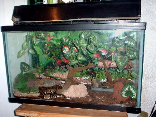 My Ball Python Setup