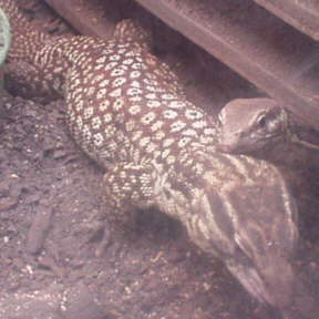 pair of ackies