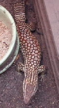 male ackie