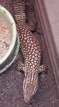 male ackie