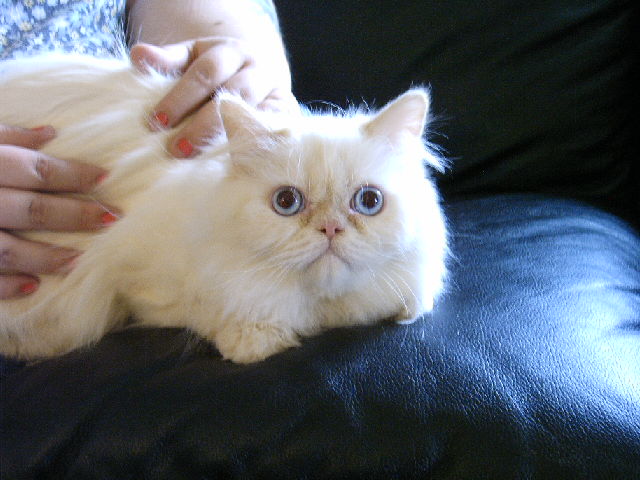 Ivanhoe