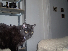 Othello #1