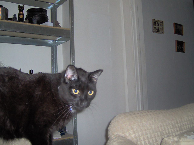 Othello #1