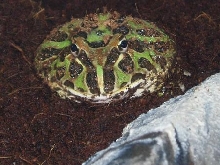 Gomez