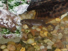 African Dwarf Frog