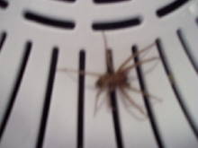recluse or??