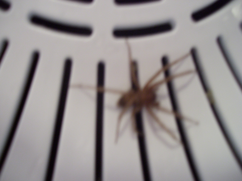 recluse or??