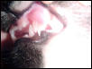 6 Fangs