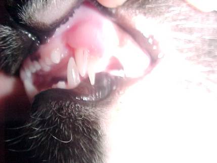 6 Fangs