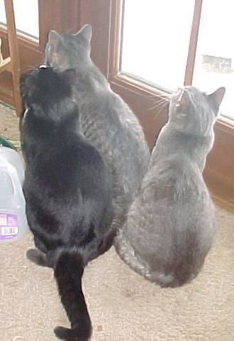 Avid bird-watchers