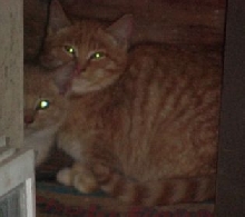 meow 1 and 2 cute :D