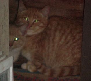 meow 1 and 2 cute :D
