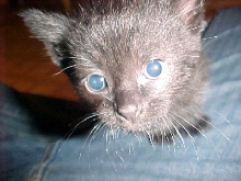 little meow