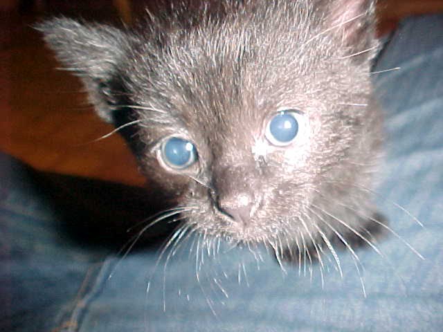 little meow