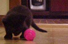 little meow with ball