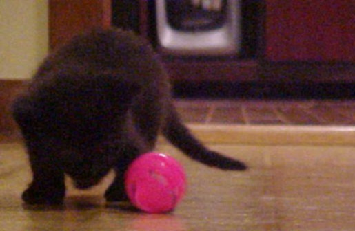 little meow with ball