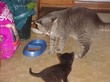 little meow