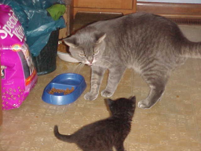 little meow