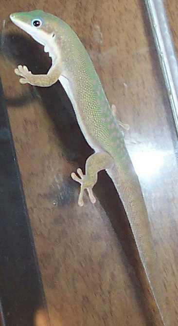 this is Gex