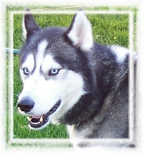 Timber