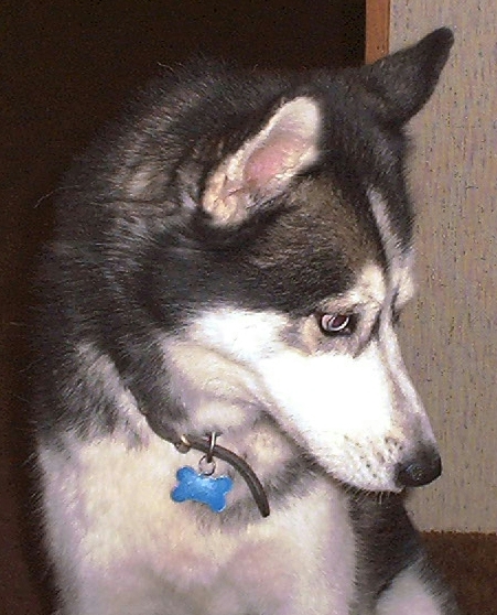 this is Timber