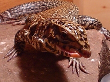 Tika