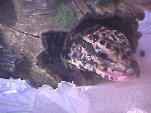 Tegu MBD