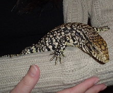 New Baby From Agama