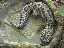 Sobe Shedding