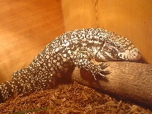 Sunning