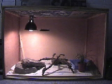 Tegu cage
