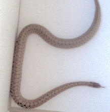 ID Help
