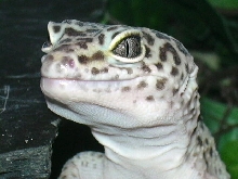 T-rex?