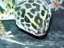 shiva