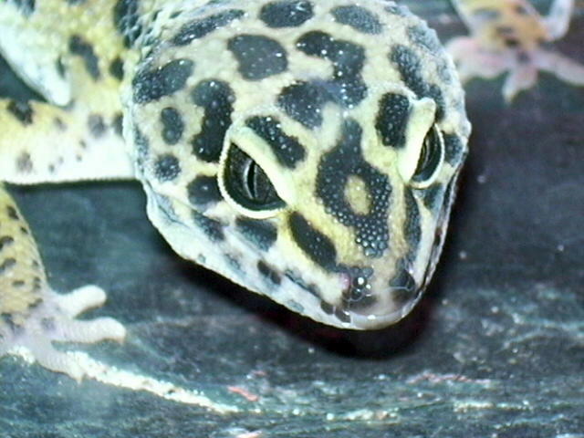 shiva