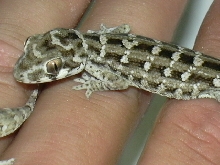 vipergecko