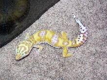male