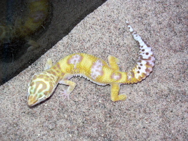 male