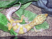 female