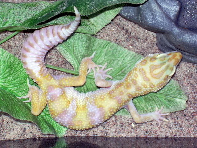 female