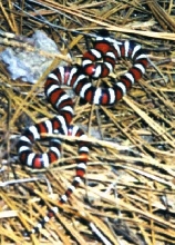 catalina zonata